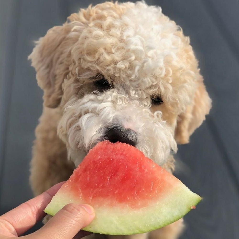 Meet your Posher, Patricia